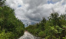 Riau Provinsi Pertama yang Punya Muatan Lokal Gambut dan Mangrove