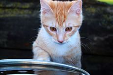 Kenapa Kucing Takut Air? Ini Alasannya Menurut Pakar