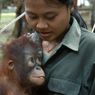 Kekeh Akan Bunuh Bayi Orang Utan jika Induknya Mati, Direktur Zolli Basel Didesak Mundur