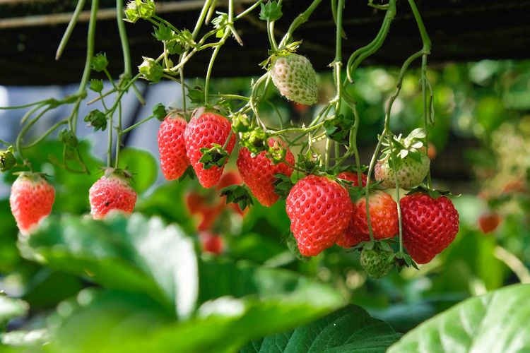 Ilustrasi tanaman stroberi, menanam strawberry.
