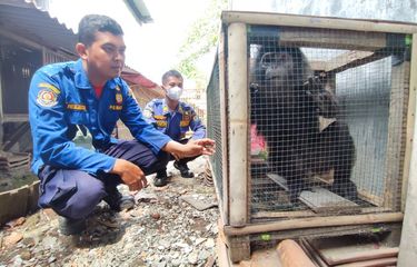 Berusaha Cari Makan, Monyet Surili Masuk Rumah Warga di Cirebon