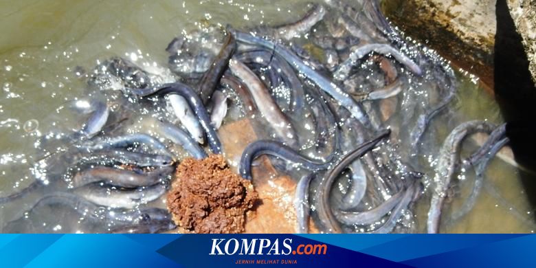 Ikan Sidat Asal Banyuwangi Diekspor Ke Arab Saudi Dan Korea Selatan