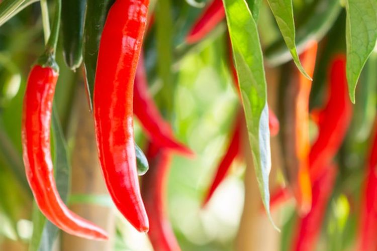 Ilustrasi tanaman cabai, menanam cabai. 