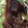 Bayi Orangutan Sumatera Lahir di Cagar Alam Jantho Aceh, Diberi Nama Badar