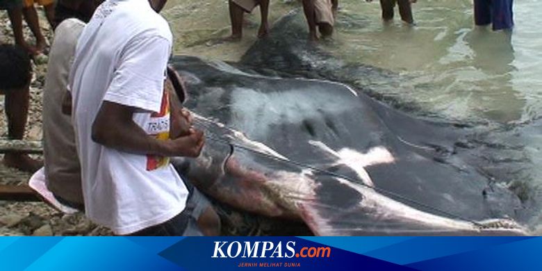 Ikan Pari Raksasa Terjaring Nelayan Manokwari