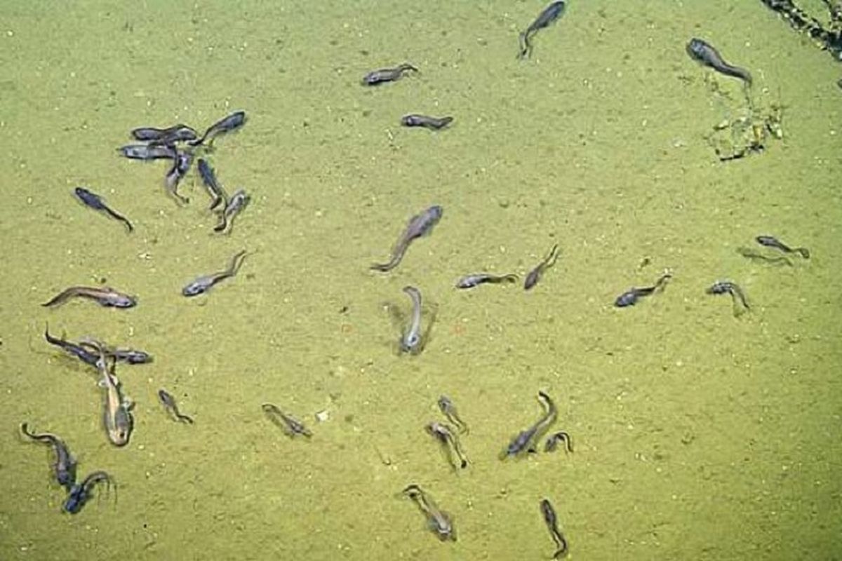 Ikan-ikan yang hidup di perairan nyaris tanpa oksigen