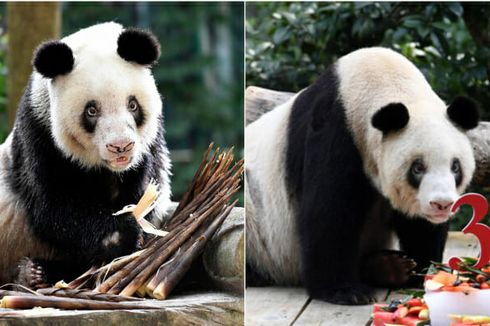 Panda Bernama Xin Xing Mati sebagai Pahlawan Setelah Melahirkan 36 Anak ke Dunia