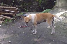 Pemilik Anjing Diminta Ikut Berperan Perangi Rabies