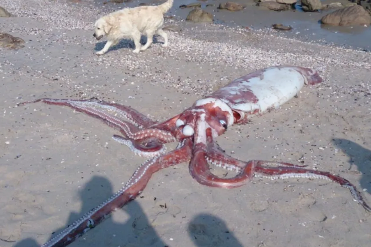 Cumi-cumi raksasa (Architeuthis dux) adalah hewan laut dalam yang sering kali ditemukan dalam kondisi mati setelah terdampar di pantai.