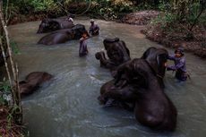 22 Gajah Mati Diburu di Taman Nasional Way Kambas, Gading Hilang, Hutan Dibakar Pemburu