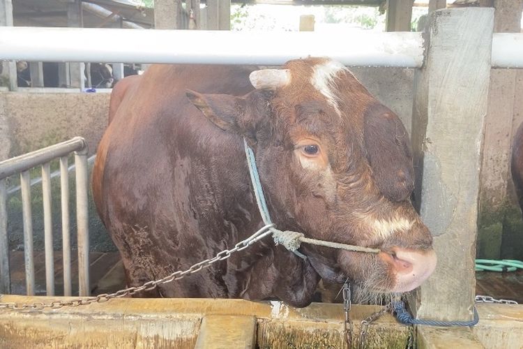 Sapi 'Raja' di Peternakan Mojokerto, Punya Benjolan Unik Mirip Mahkota