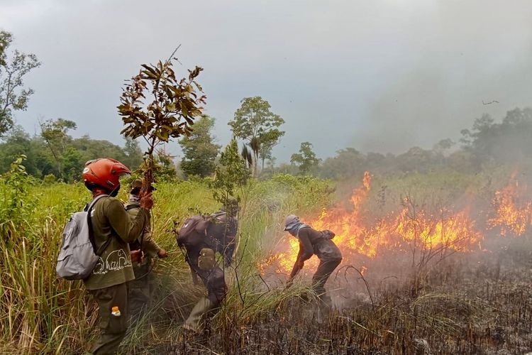 Karhutla Berulang Ancam Habitat Gajah Sumatra di Way Kambas, DPR Minta Pencegahan Diperkuat