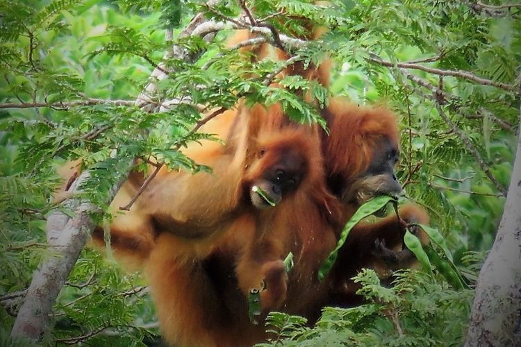 Dua individu orangutan Tapanuli tampak sedang memakan petai di kawasan hutan Batang Toru, beberapa waktu lalu. Petai adalah salah satu dari 124 jenis pakan yang disukainya. 