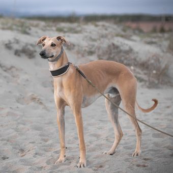 Ilustrasi anjing Spanish greyhound. 