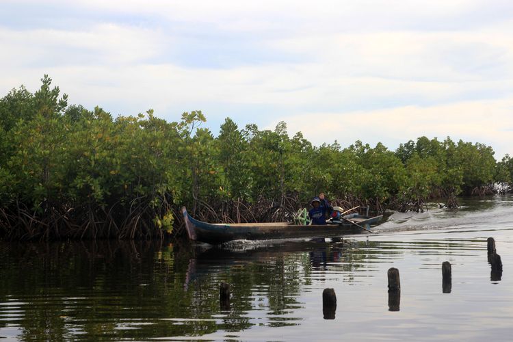 Seorang nelayan melintas di kawasan hutan bakau yang diperjuangkan oleh masyarakat suku bajau. Hutan bakau mereka kini sudah disetujui sebagai Kawasan Ekosistem Essensial (KEE) Torosiaje Serumpun.