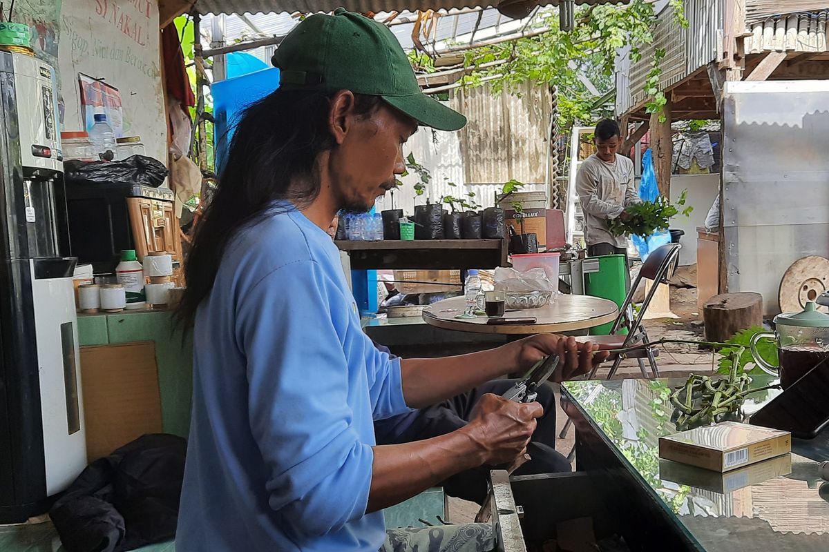 Yatno Gondrong, pengelola Kebun Imut Sinakal di Duren Sawit, Jakarta Timur.