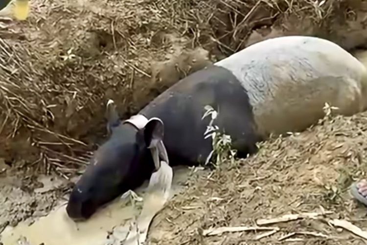Tak Lagi Disembelih, Tapir yang Masuk ke Pemukiman Warga di Mesuji Kini Diselamatkan