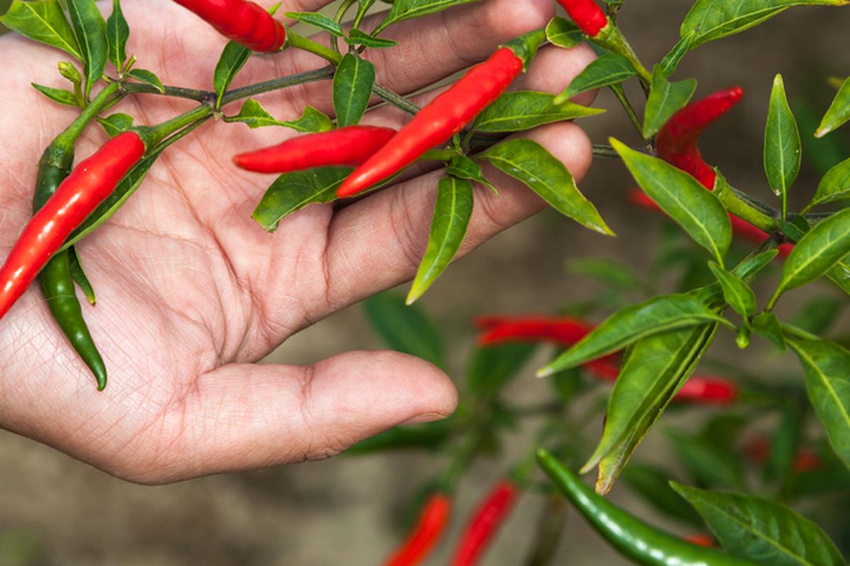 Ilustrasi tanaman cabai.