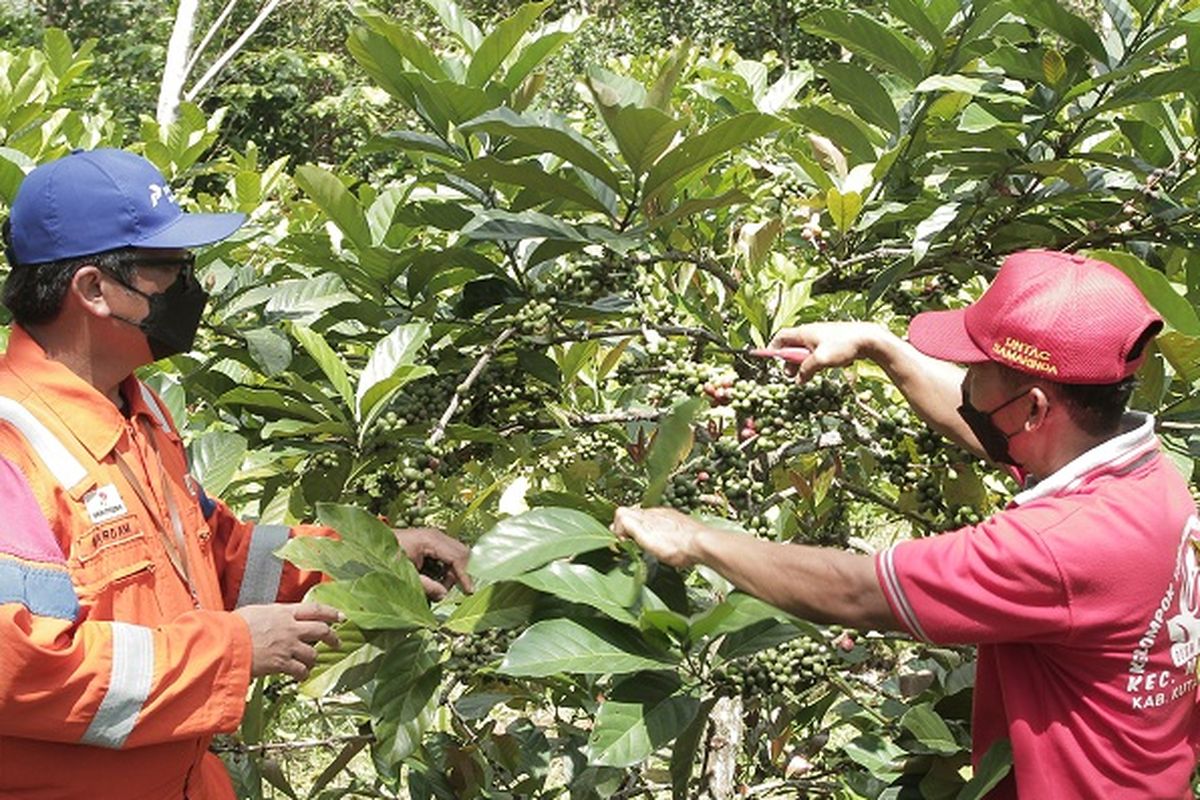 Kopi Luwak Desa Prangat Baru (Kapak Prabu) di Kalimantan timur, program pengembangan kopi liberika ini berhasil menjadi salah satu kandidat PROPER Emas.