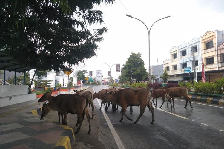 Kawanan Sapi Yang Berkeliaran dan Menyeberangi Jalan di Area Taman I Love Palopo