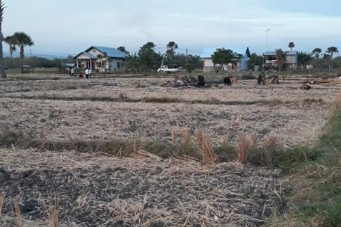 Ikut Program AUTP, Petani Jombang Ungkap Keuntungan yang Dirasakan