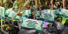 Jaga Pelestarian Lingkungan Hidup, PGNCOM Gelar Aksi Adopsi dan Bagikan 1.000 Bibit Pohon