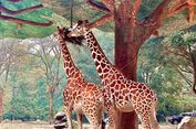6 Tips Motret Hewan, Bekal Liburan ke Kebun Binatang