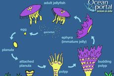 Mengenal Daur Hidup Ubur-ubur