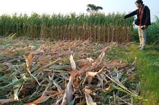 Jagung Siap Panen di Nganjuk Digondol Maling, Warga Diimbau Segera Panen