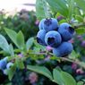Blueberry dari Peru Bakal Masuk Indonesia, Kemendag: Harga di Pasaran Bisa Lebih Murah 