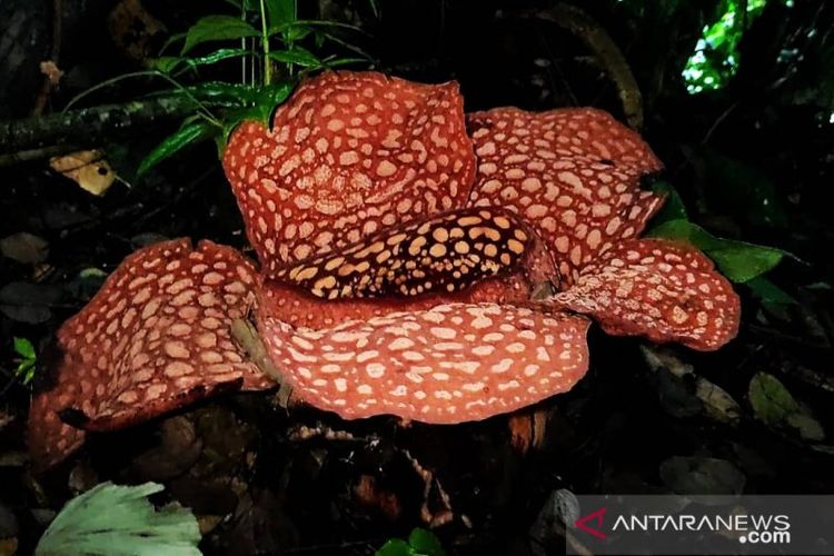 Bunga Rafflesia kemumu mekar di kawasan hutan lindung Boven Lais Bengkulu Utara, Kamis (10/6/2021). (FOTO ANTARA/HO-KPPL Bengkulu Utara)