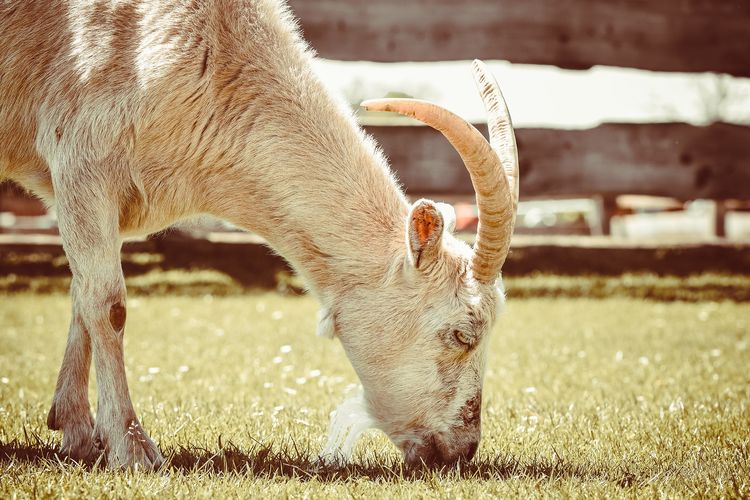 Ilustrasi kambing, ternak kambing. 