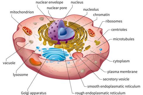 Mengenal Bagian-bagian pada Sel Manusia