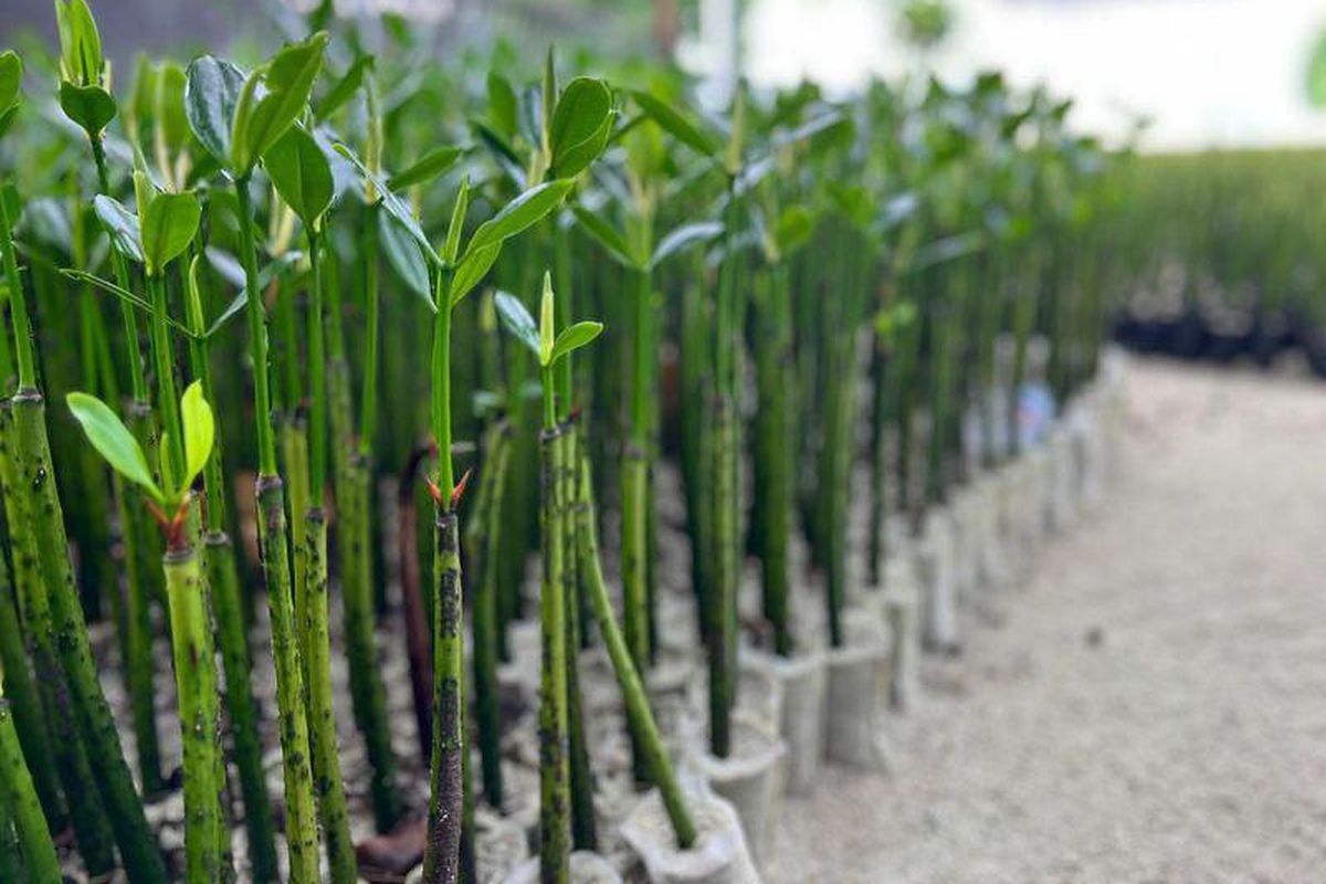 Bibit mangrove di Pulau Harapan.