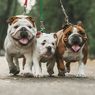12 Ras Anjing Asal Inggris, dari Bulldog hingga Terrier