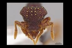 33 Spesies Baru Semut Ditemukan, Semua bagai Monster!