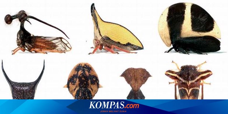 Evolusi Ciptakan Serangga Berhelm