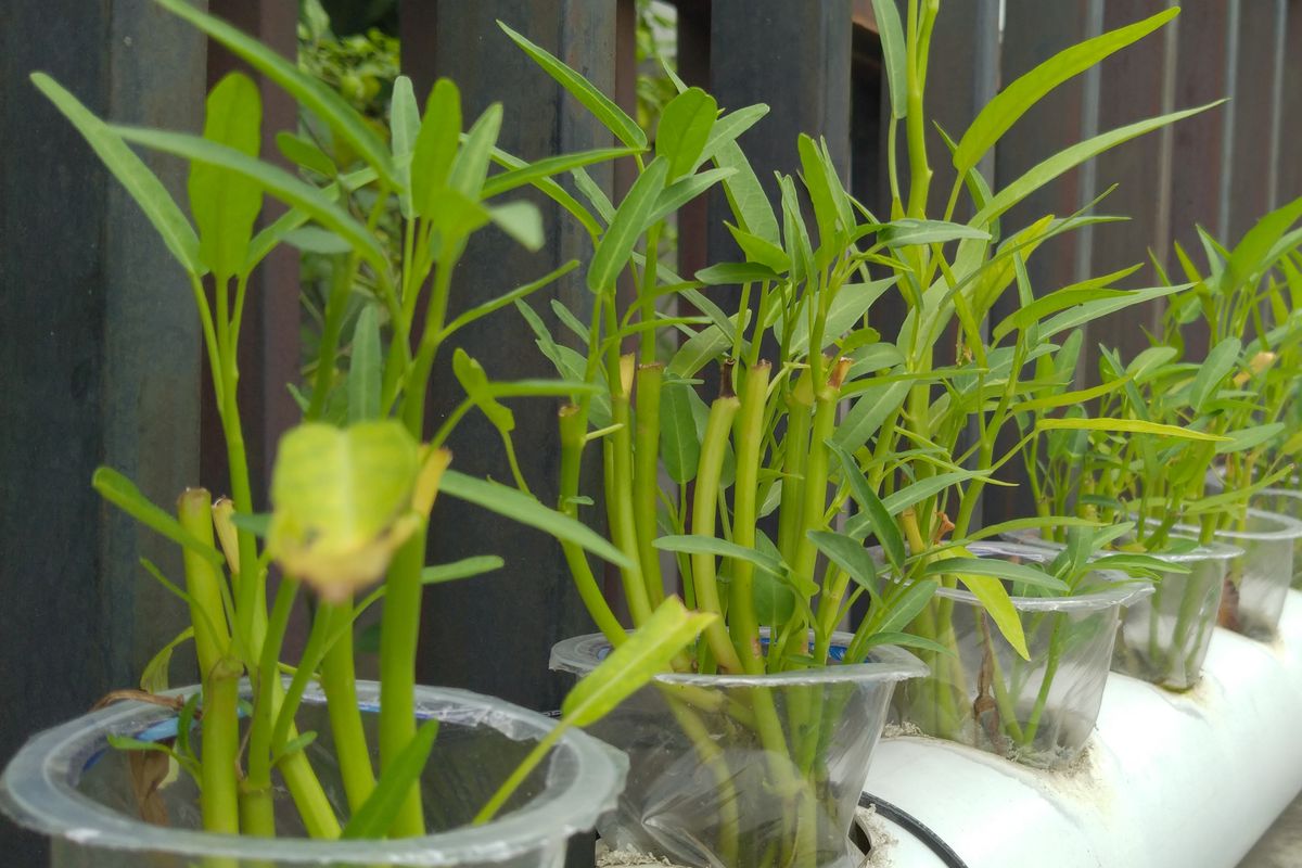 Ilustrasi kangkung, ilustrasi hidroponik.