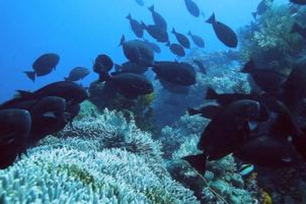 Keindahan bawah laut di Alor, Nusa Tenggara Timur.