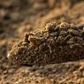 7 Bahan Alami untuk Membuat Pupuk Nitrogen