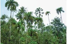 Palem Raja Ampat Sudah Critically Endangered, Kini Tambang Datang Menghantam