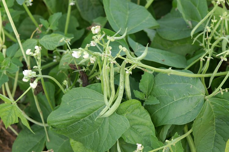 Ilustrasi tanaman buncis, menanam buncis. 