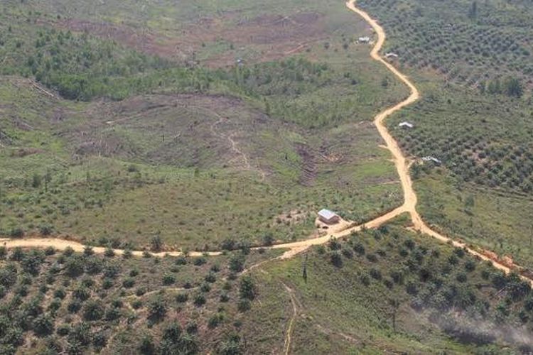 Hamparan kebun sawit di kawasan Taman Nasional Tesso Nilo, Riau.