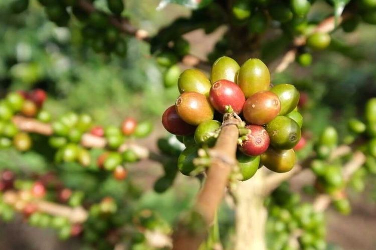Dari Lereng Gunung hingga Kedai Kopi, Jawa Timur Perkuat Identitas sebagai Gudang Kopi Nusantara