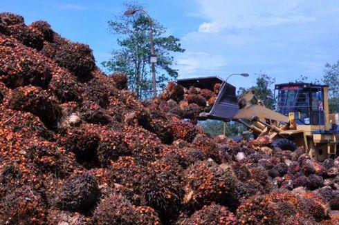 RI Ancam Bawa Diskriminasi CPO ke WTO, Ini Kata Uni Eropa