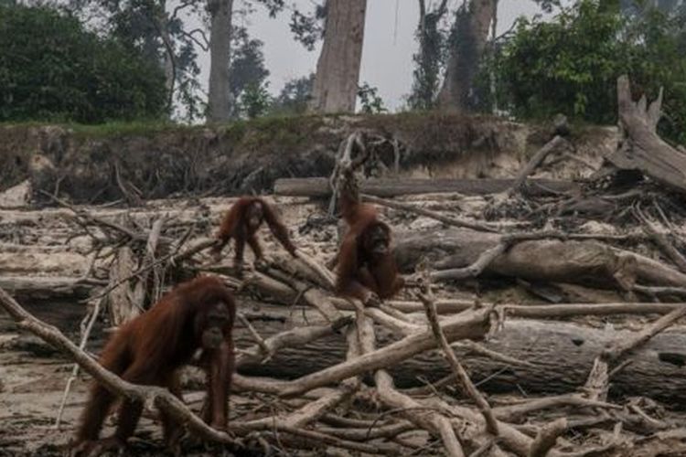 Sejumlah orangutan terlihat di Pulau Salat, 15 September 2019, saat kabut asap karhutla menyelimuti Palangkaraya. 