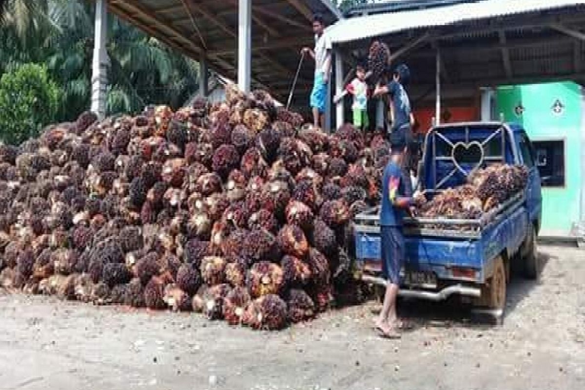 Buah kelapa sawit melimpah sementara harga murah Rp 500 per kg. Selanjutnya daya tampung pabrik CPO di Seluma masih rendah