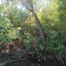 Polusi dan Kiriman Sampah Jadi Tantangan Rehabilitasi Mangrove di Jakarta