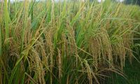 Rendah Emisi, Green Rice Punya Banyak Keunggulan
