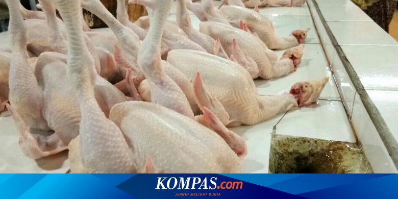 Jelang Natal Dan Tahun Baru Harga Ayam Potong Rp 34 000 Per Ekor